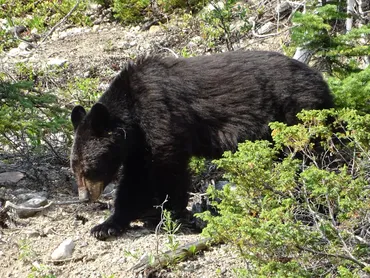 Black Bear round trip adventure tour, western canada