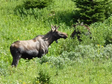 Pair of moose moose in the rocky mountains