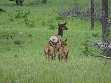 Family of elk family tour, family vacation, Banff, Canada