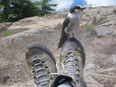 Visiting Gray Jay hiking tour in rockies, canada