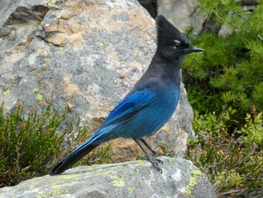 Steller's Jay day hikes in canadian rocky mountains