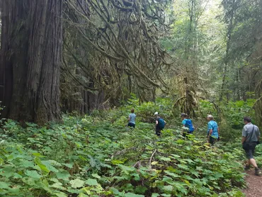 Rainforest in Pacific Rim National Park tour in Pacific Rim national park
