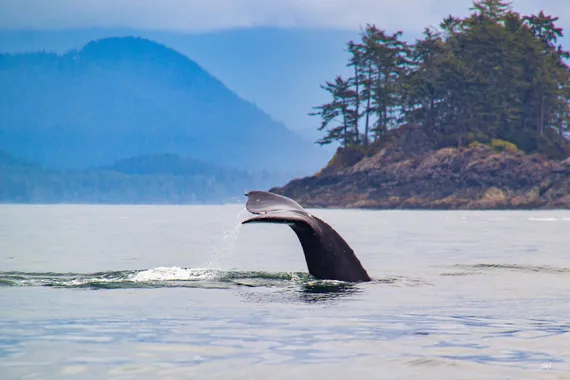 Whale watching in British Columbia British Columbia, adventure tours