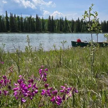 Wildblumen am Athabasca River geführte Kleingruppen Reisen in Kanada
