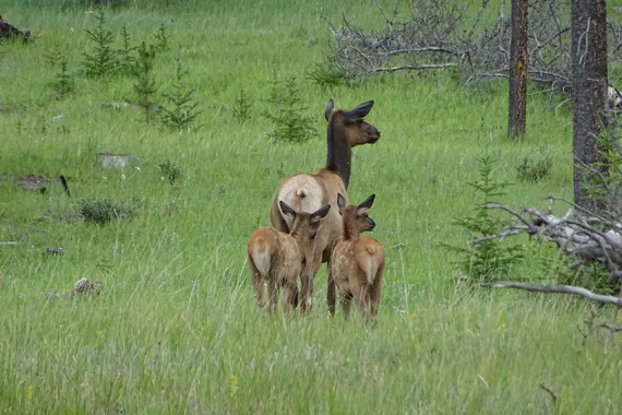 Wapity family in Banff National Park family tour, Canada, Banff, Jasper