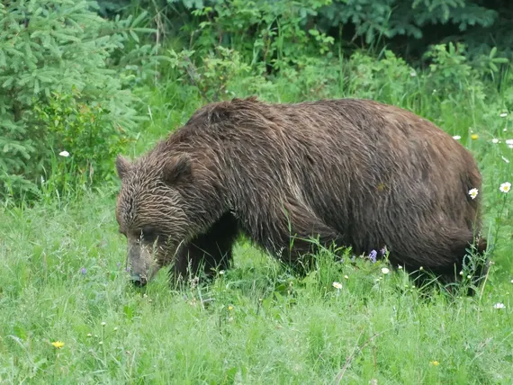 Grizzly in the Yukon adventure, camping, tours, Yukon, Canada